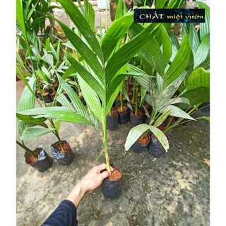 Cây cau ta ăn trầu siêu quả giống - Cây cau ta trái quanh năm