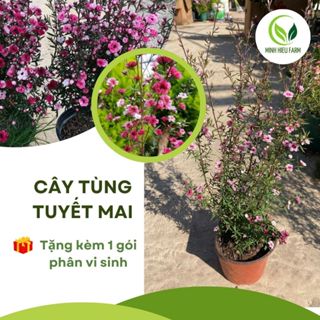Cây Tùng Tuyết Mai Đang Nhiều Nụ Hoa Chơi hoa quanh năm rộ nhất vào Tết ( cây gửi như video)