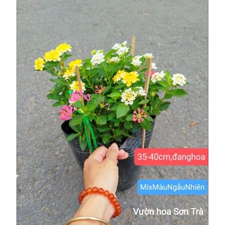 (VHST giao trong ngày) CÂY HOA TRÂM ỔI mix 2-3 màu ngẫu nhiên, đang hoa.