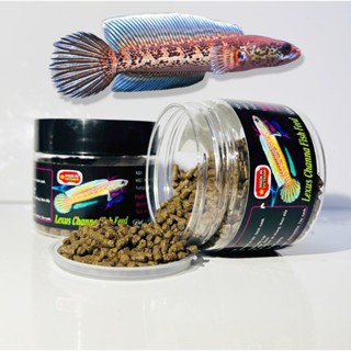 Cám LEXUS CHANNA FISH FEED - cám cao cấp cho nữ hoàng - cho lóc lạnh
