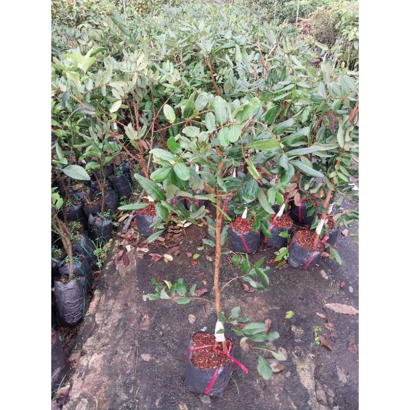cây giống nhãn xuồng (cơm vàng)