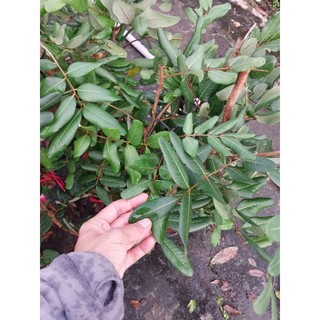cây giống nhãn xuồng (cơm vàng)