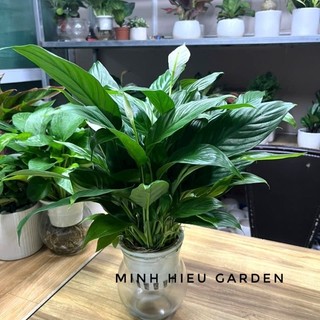 Cây lan ý thủy sinh trang trí nội thất, dễ chăm sóc