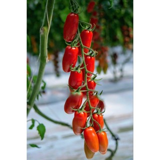 [Hạt giống Israel] Gói 5 hạt giống cà chua siêu ngọt Sweet Mazino chịu nhiệt