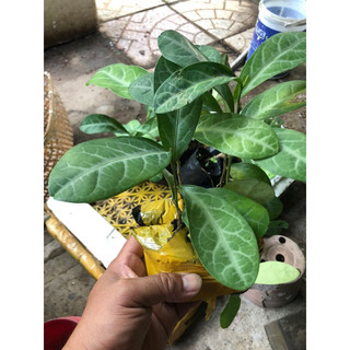 cây lưỡi nhân