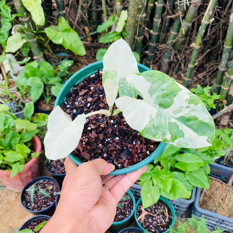 Cây Ráy Var gen xịn, kiểng lá đột biến - Alocasia Macrorrhiza Varietage 💥