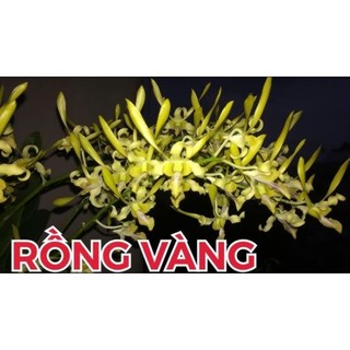 Denro nắng rồng vàng tơ đẹp sắp hoa