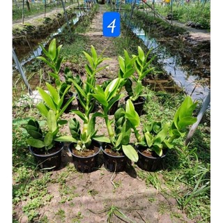 Denro nắng rồng vàng tơ đẹp sắp hoa