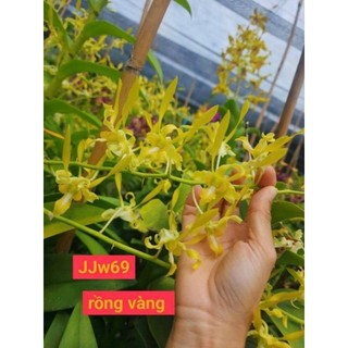 Denro nắng rồng vàng tơ đẹp sắp hoa