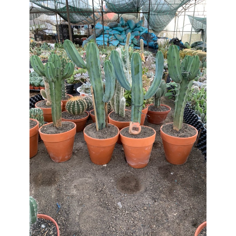 cây xương rồng trụ (mytilo) loại có tay dáng Mexico 🌵