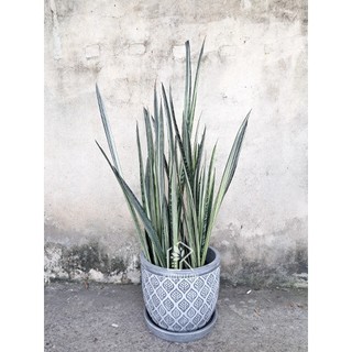 LƯỠI HỔ TRẮNG (Hàng mới, thái lan)-   white sansevieria ‘bantel’s sensation’ (hỏa tốc)