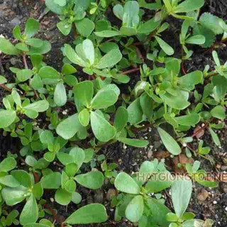 Hạt giống rau sam gói 0,2gram - STHG