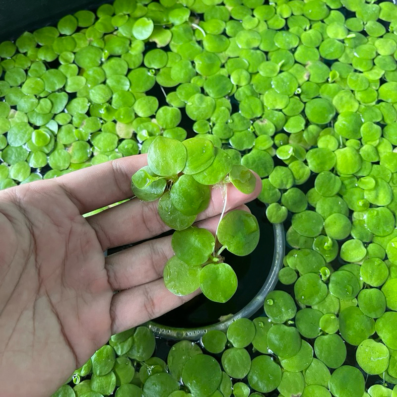 10 Nhánh Bèo Nhật thuỷ sinh [CHỈ ship HCM]