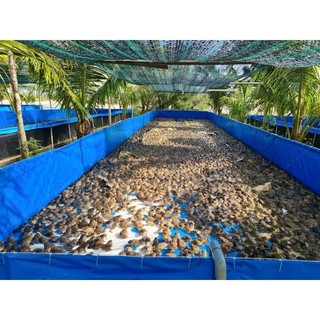 [ Tặng van xả ] Bể bạt nuôi ốc ếch cá lươn xanh dương 3x2x1, dầy dặn chắc chắn