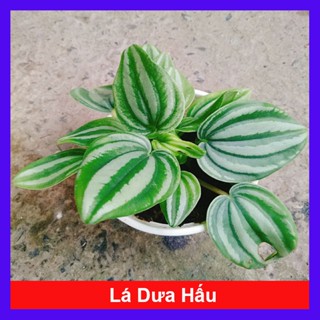 Cây lá dưa hấu - Peperomia Watermelon - chậu cây cảnh đẹp để bàn với hoa văn vô cùng bắt mắt