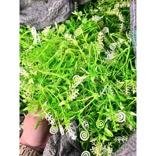 1 kg râu cỏ điểm móc