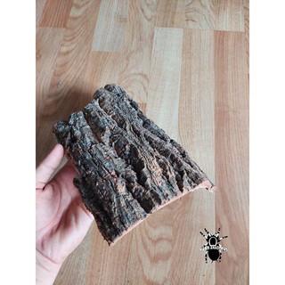 Cork bark - Vỏ gỗ sồi