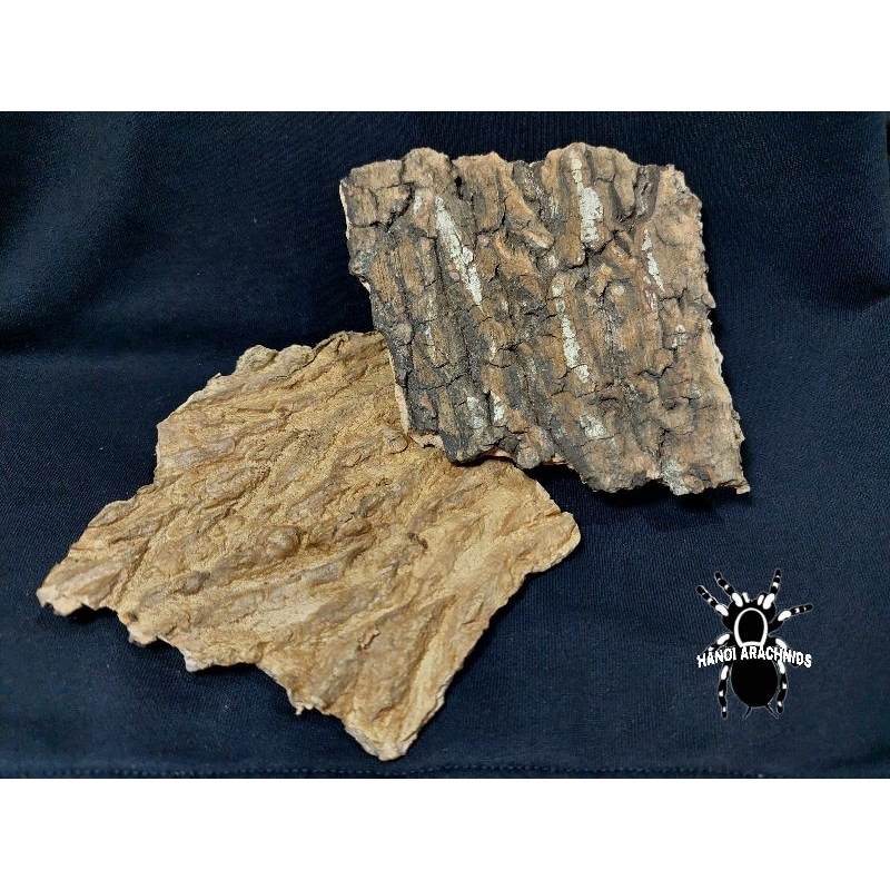 Cork bark - Vỏ gỗ sồi