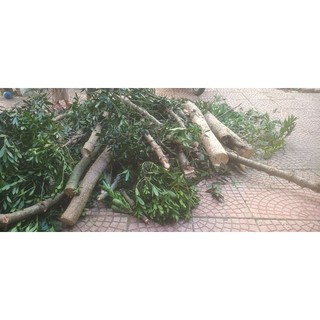 Đũa kim giao đơn bán sỉ