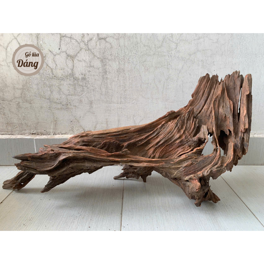 Lũa cầu vồng, lũa cho bể lớn siêu đẹp cho bể từ 90cm đến 150cm