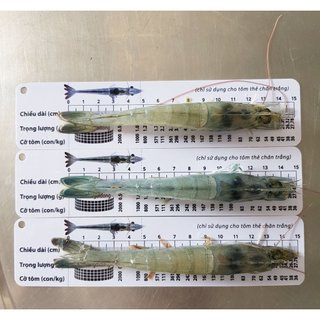 [Chính Hãng] Combo 3 cây thước đo chiều dài của tôm,Thước đo tôm,Thước đo size tôm