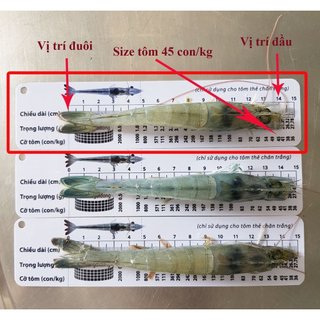 [Chính Hãng] Combo 3 cây thước đo chiều dài của tôm,Thước đo tôm,Thước đo size tôm
