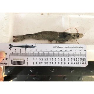 [Chính Hãng] Combo 3 cây thước đo chiều dài của tôm,Thước đo tôm,Thước đo size tôm