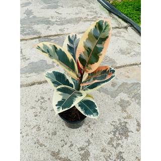 Chậu đa búp đỏ cẩm thạch - Ficus Elastica Tineke