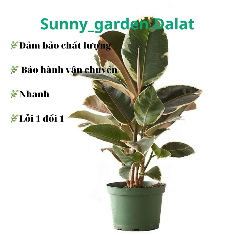Chậu đa búp đỏ cẩm thạch - Ficus Elastica Tineke
