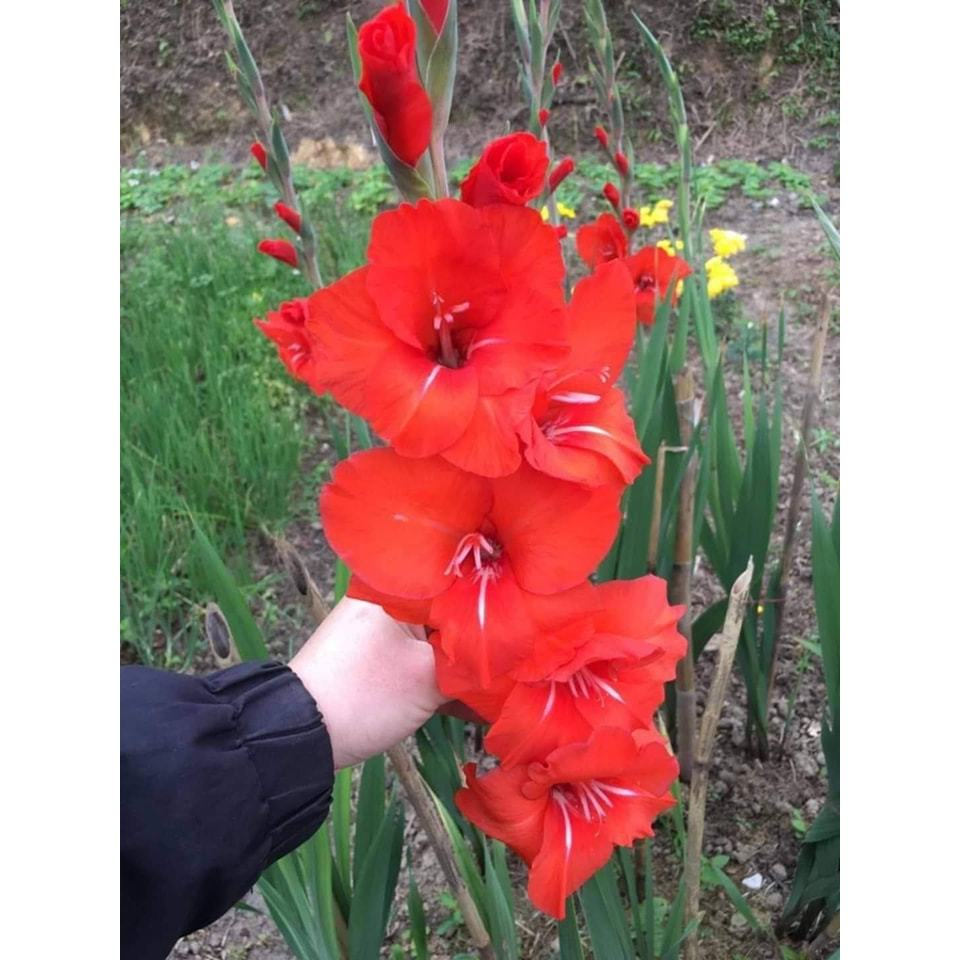 BỘ 10 củ giống hoa lay ơn hoa màu đỏ