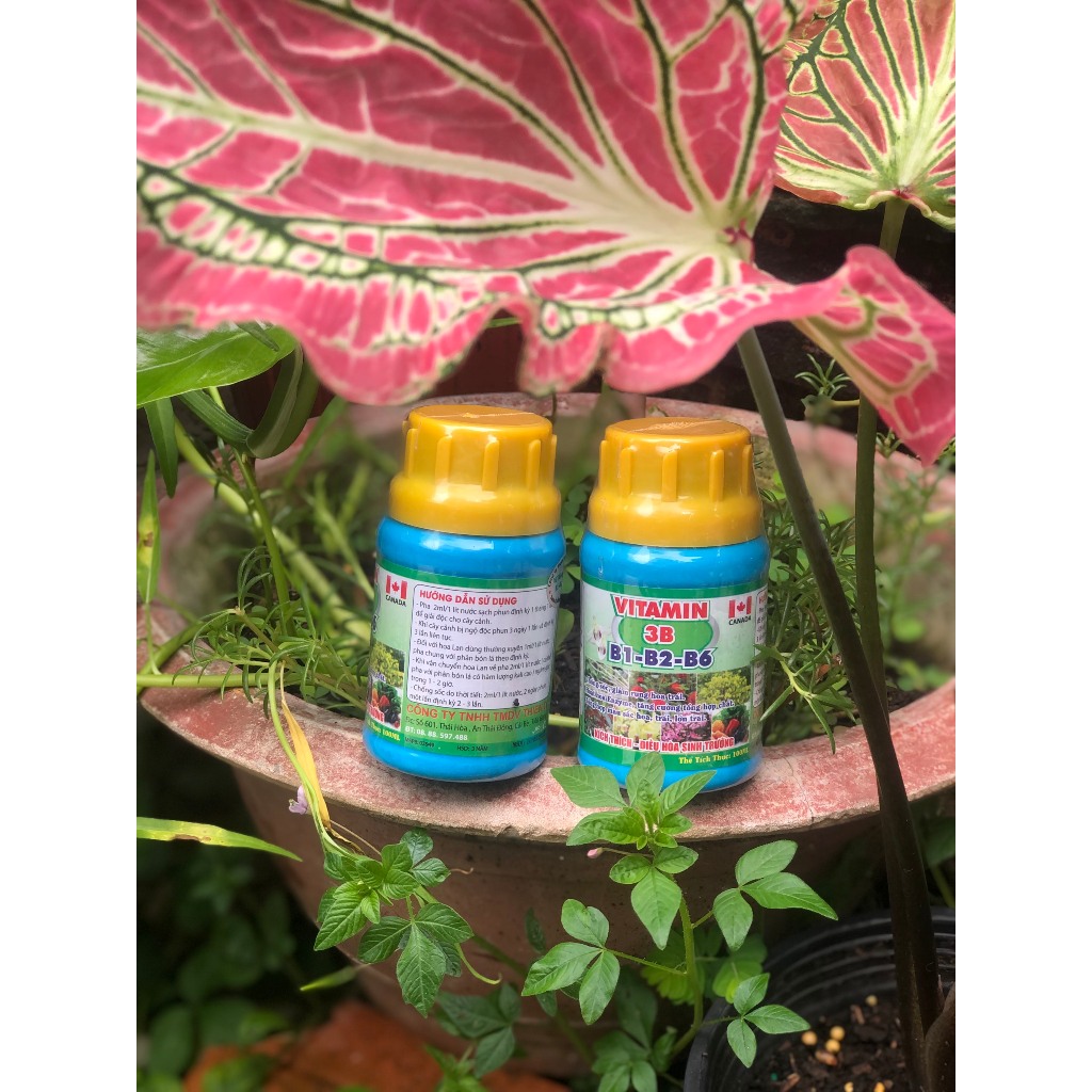 Phân Bón Vitamin 3B B1-B2-B6 Canada chai 100ml