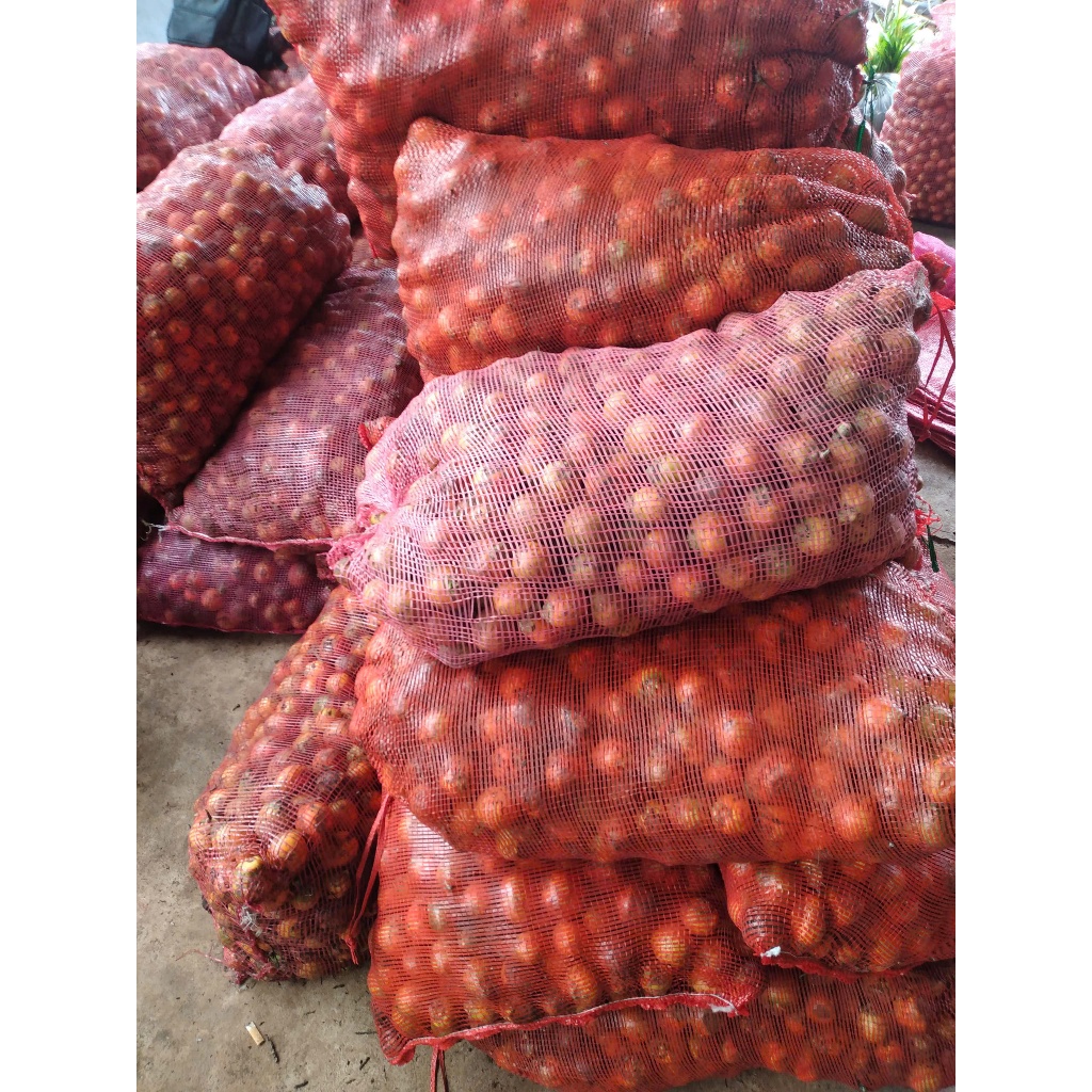 1 KG HẠT GIỐNG CAU tứ thời QUẢ TRÒN [ CAU MIỀN BẮC - Cau quả to, nặng buồng thích hợp trồng kinh tế 