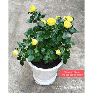 (VHST giao trong ngày) CÂY HOA HỒNG HÀ LAN, hoa vàng, đang hoa.