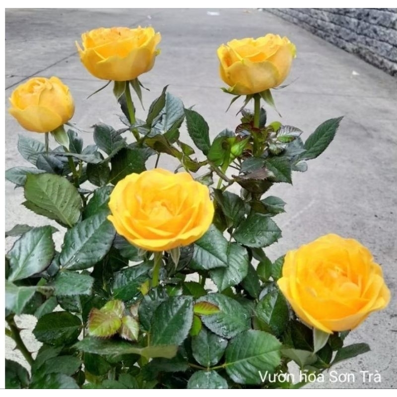 (VHST giao trong ngày) CÂY HOA HỒNG HÀ LAN, hoa vàng, đang hoa.