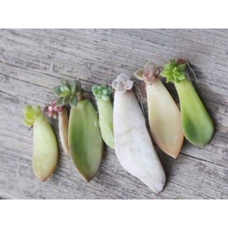 combo 10 mầm sen đá+xương rồng mix