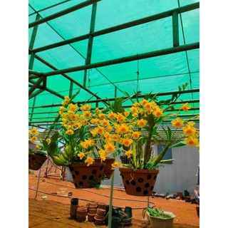 chậu sơn thủy tiên hoa tết to đẹp