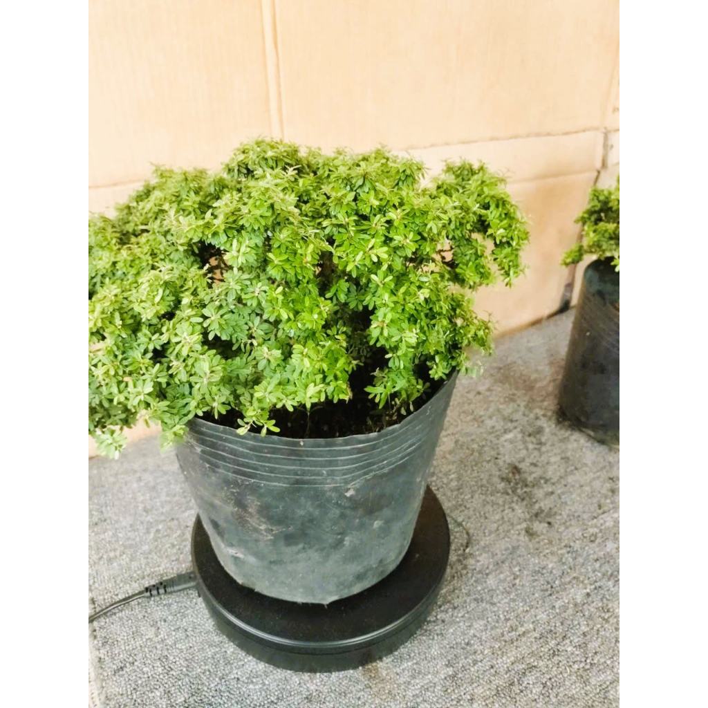 Cây Linh Sam hạt gạo, size 30x30x30), trang trí nhá cửa, sân vườn.