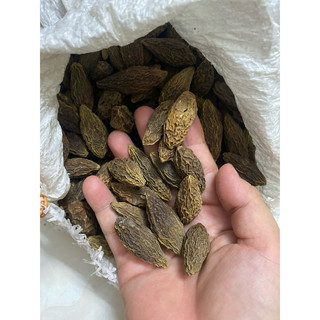 HẠT GIỐNG CÂY OLIU - 3 Hạt/ gói