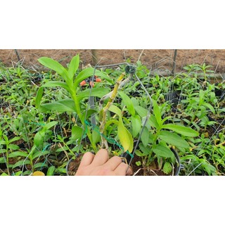 DÃ HẠC NGỌC  VIỄN ĐÔNG