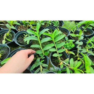 DÃ HẠC NGỌC  VIỄN ĐÔNG