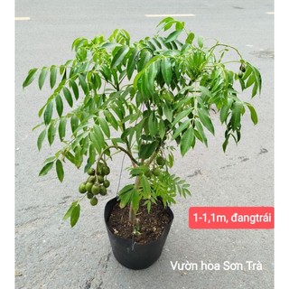 (VHST giao trong ngày) CÂY CÓC THÁI đang hoa/trái.