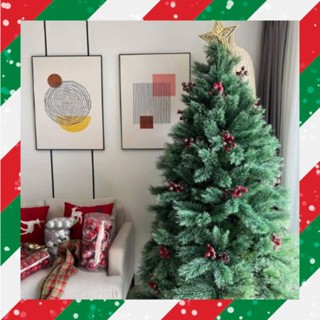 CÂY THÔNG CƯỚC NỞ HOA GẮN TRÁI ĐỎ CAO 1m5, 2m, 2m4. Cây thông noel cước đầu vàng 2m, 2m4