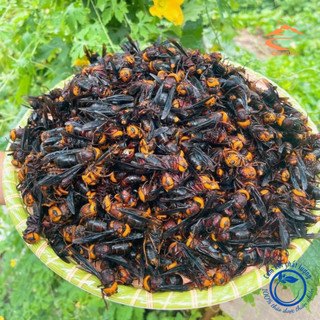 Ong đất, ong bắp cày ngâm rượu khai thác rừng tự nhiên Tây Bắc