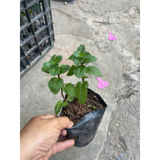 Hạt húng lủi (bạc hà ta) - Cây giống húng lủi
