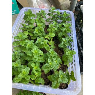 Hạt húng lủi (bạc hà ta) - Cây giống húng lủi