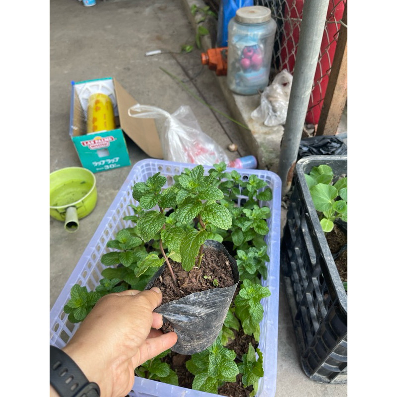 Hạt giống húng lủi (bạc hà ta) - Cây giống húng lủi