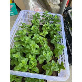 Hạt giống húng lủi (bạc hà ta) - Cây giống húng lủi