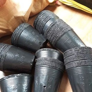 Bầu Ươm Cây