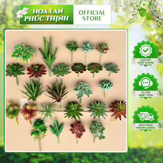  Cây Sen Đá Cao Su HÀNG CAO CẤP Các Loại Hoa Sen Đá Sen Đá Sương Rồng Mini Trang Trí Nhà Cửa 