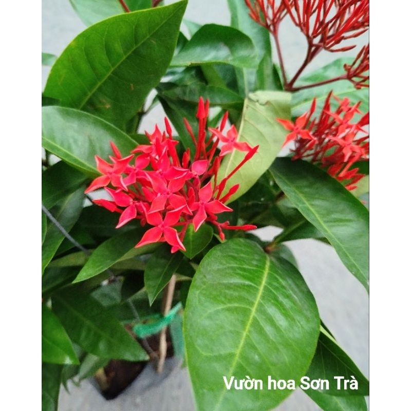 (VHST giao trong ngày) CÂY BÔNG TRANG Mỹ đỏ, đang hoa.